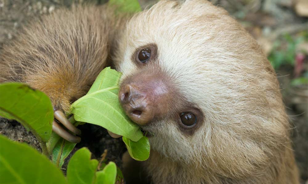Linne's Two-toed Sloth photo