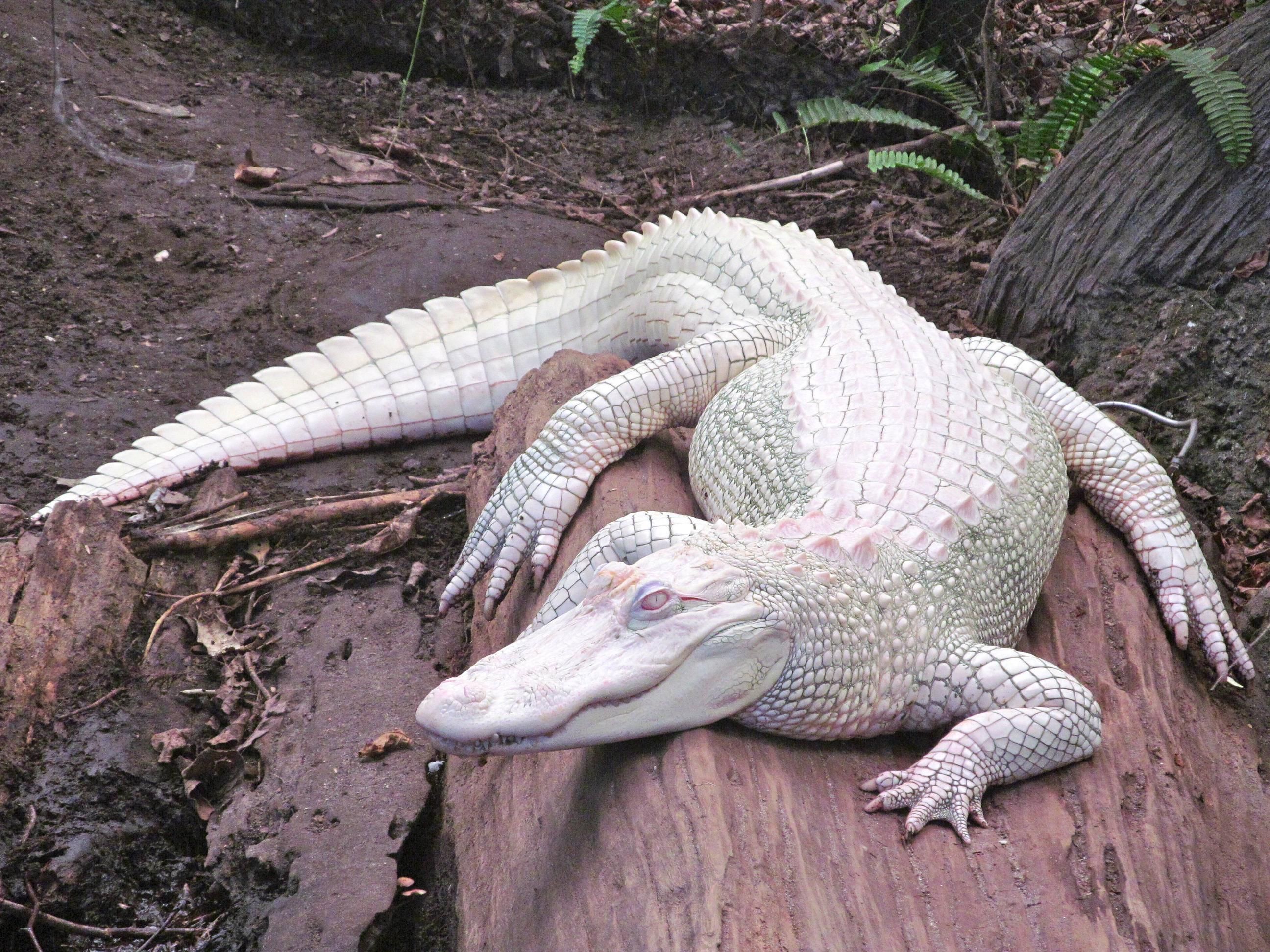 American Alligator photo