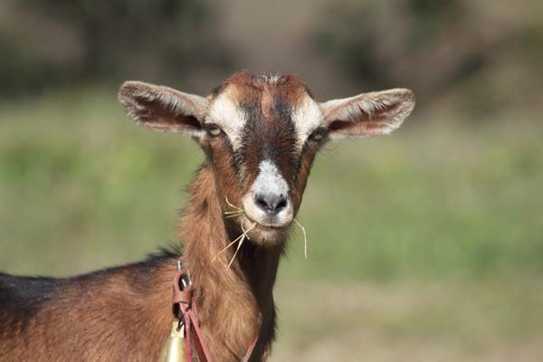 Domestic Goats photo