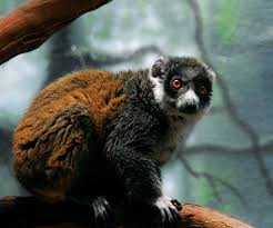 Mongoose Lemurs photo