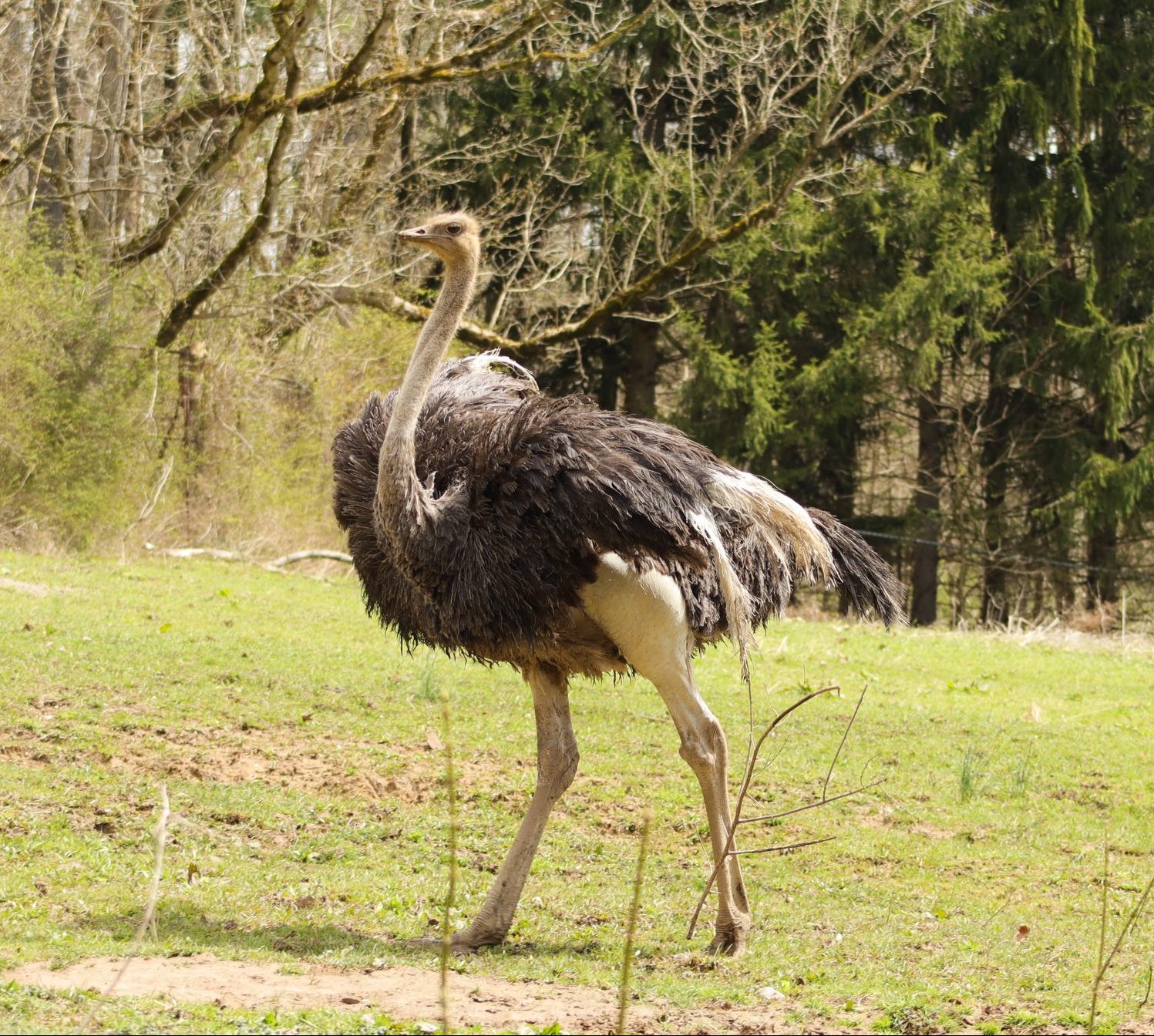Ostrich photo