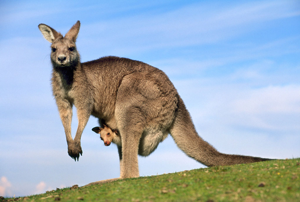 Kangaroos and Wallabies photo