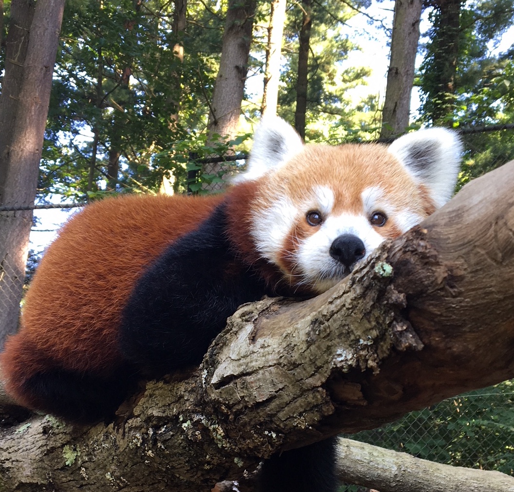 Red Panda Encounter photo
