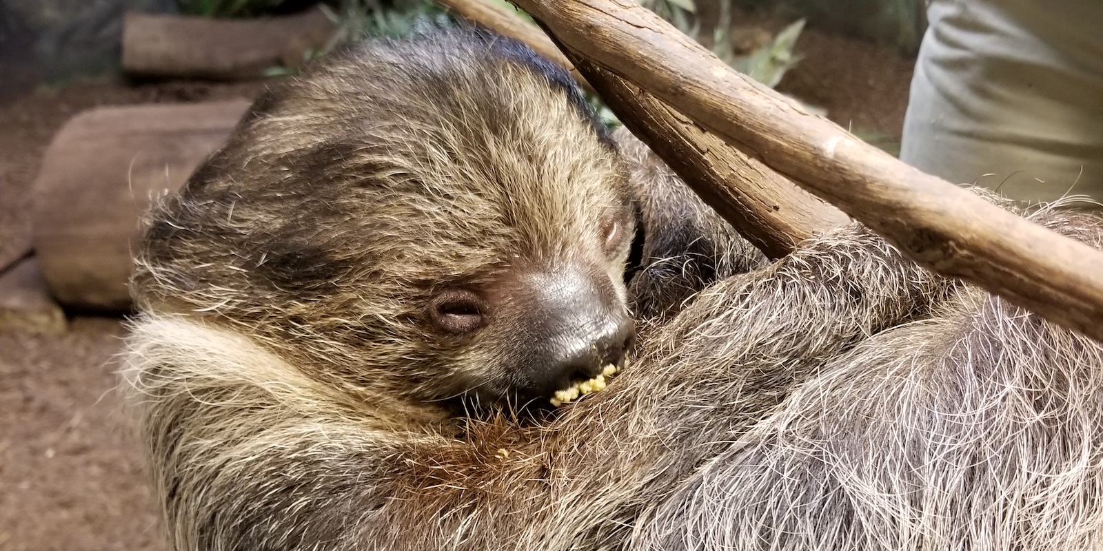Sloth Encounter photo